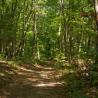 Photo of trail