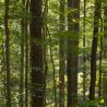 Photos of trees