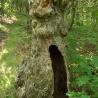 Photo of tree