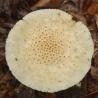 Top of a round white mushroom