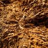 old stump