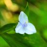 blue flower