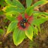 leaves with berries