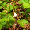 Oconee Bell wildflower