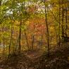 autumn colors