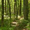 Photo of trail