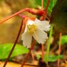 Oconee Bell wildflower