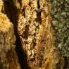 close up of stump