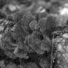 shelf mushrooms