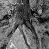 tree roots growing over a boulder