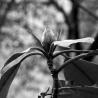 flower bud