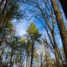 blue sky through trees