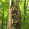 Neat pattern in this old stump. stump