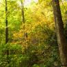 treetops