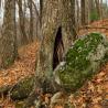 boulder with moss