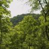 On the return loop, there are sometimes glimpses of the surrounding countryside through the leafy trees. mountain