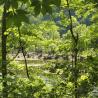 Sometimes, you can even see the river through the trees. river
