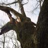 broken branch