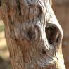 knotted tree