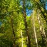 treetops