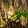 leaves