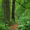 trail