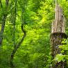 dead tree