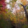 fall colors