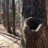 tree knot