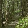 photo of rhododendron forest