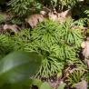 photo of ground cover
